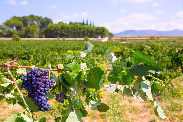 bobal wine grapes ready for harvest in Mediterranean Stock photo © lunamarina