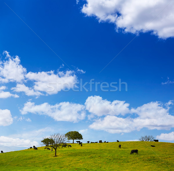 fighting bull grazing in Extremadura dehesa Stock photo © lunamarina