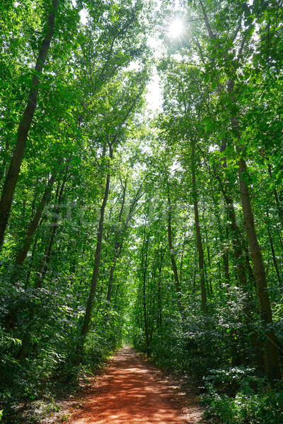 Unesco natuurlijke park Duitsland hout bos Stockfoto © lunamarina