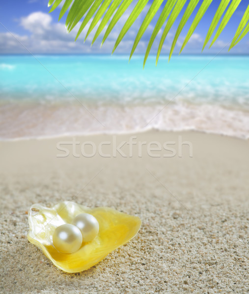 Caribbean pearl on shell white sand beach tropical Stock photo © lunamarina