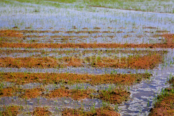 Rice fields irrigation with sprouts in a row Stock photo © lunamarina