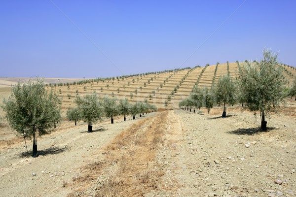 Country olive young trees hill field Stock photo © lunamarina