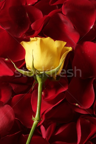 Beautiful yellow rose flower over red petals Stock photo © lunamarina