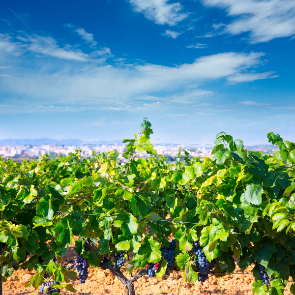 Requena in Valencia province a wine region of Spain Stock photo © lunamarina