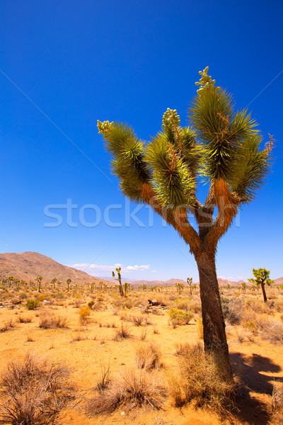 Joshua Tree National Park Yucca Valley Mohave desert California Stock photo © lunamarina