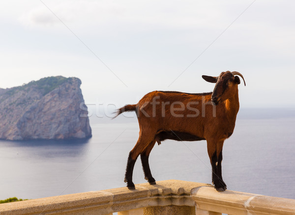 Majorca goat in Formentor Cape Lighthouse Stock photo © lunamarina
