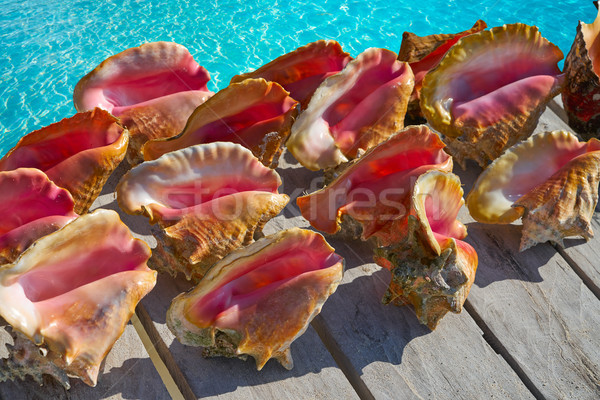 Caribbean seashells on a wooden pier Mexico Stock photo © lunamarina