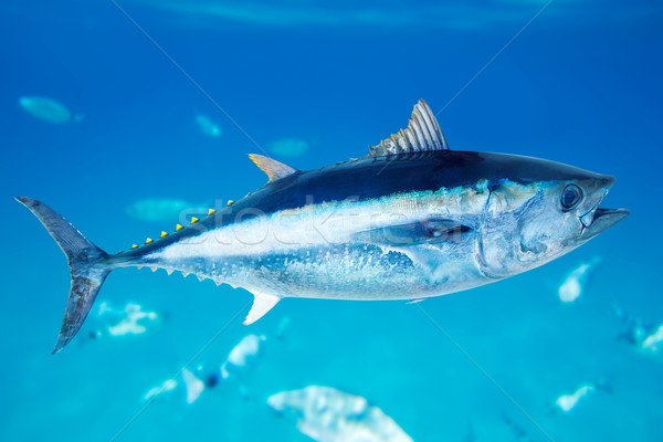 Atún de agua salada peces mediterráneo naturaleza mar Foto stock © lunamarina