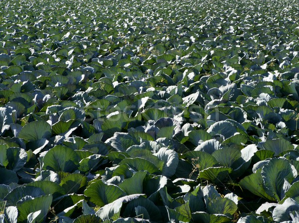 Agriculture in Spain, cabbage cultivation Stock photo © lunamarina