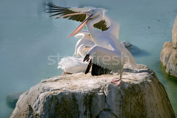Pelikans in a rock with blue water Stock photo © lunamarina
