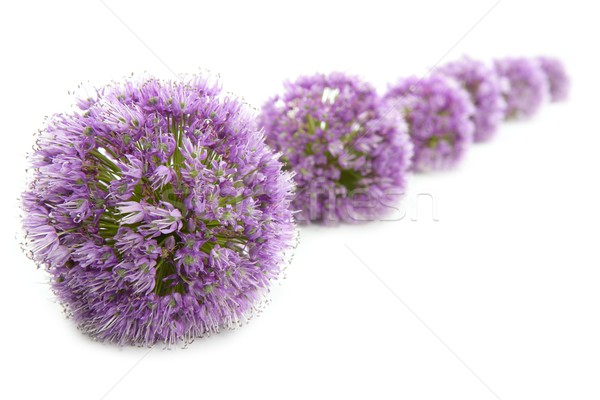 Onion purple flower macro row on white Stock photo © lunamarina