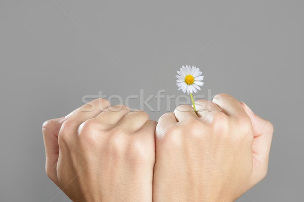 Concept of plant growing from woman hands Stock photo © lunamarina