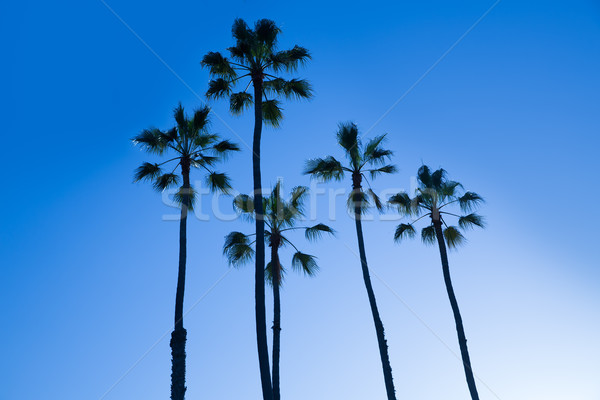California high palm trees silohuette on blue sky Stock photo © lunamarina