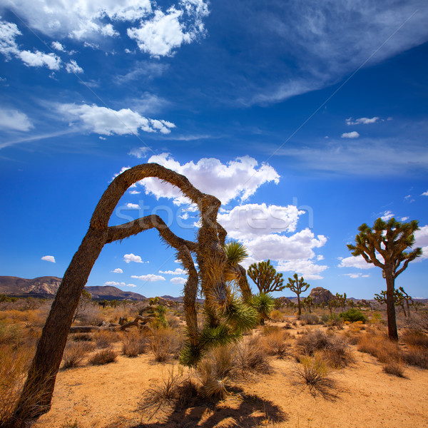 árbol parque valle desierto California EUA Foto stock © lunamarina
