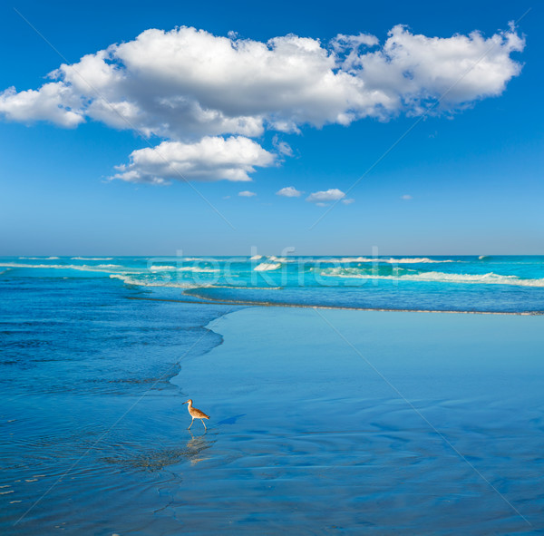 Stockfoto: Strand · Florida · USA · water · natuur · achtergrond