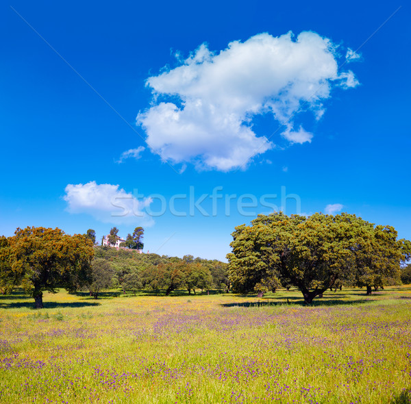 Dehesa grassland by via de la Plata way Spain Stock photo © lunamarina
