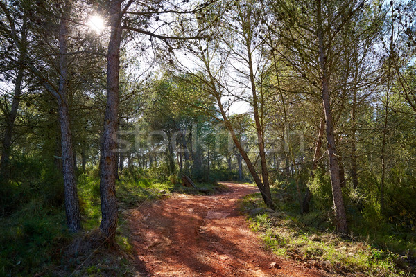 Munţi Valencia pin pădure Spania peisaj Imagine de stoc © lunamarina