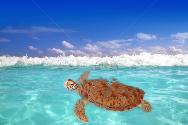 Green sea Turtle Chelonia mydas  Caribbean Stock photo © lunamarina