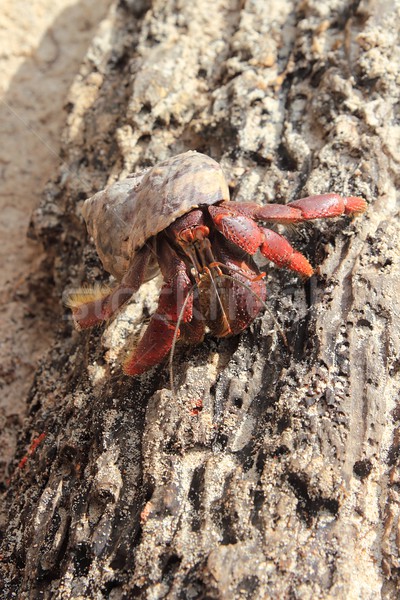 Red Legged Hermit Crab in Mexico beach sand Stock photo © lunamarina