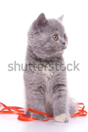 小 貓咪 白 肖像 年輕 商業照片 © Lupen