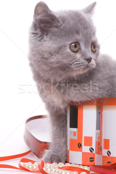 キティ ボックス 白 目 赤 ストックフォト © Lupen