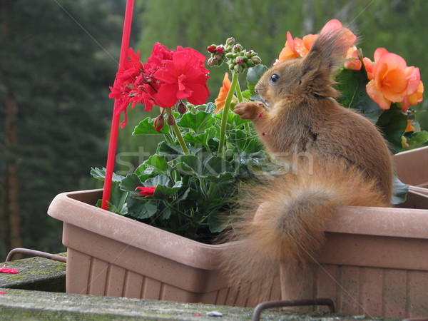 Mókus eszik fotó kettő mókusok játszik Stock fotó © LVJONOK