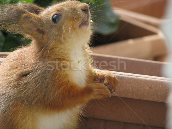 松鼠 吃 照片 二 松鼠 播放 商業照片 © LVJONOK