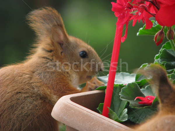 Mókus eszik fotó kettő mókusok játszik Stock fotó © LVJONOK