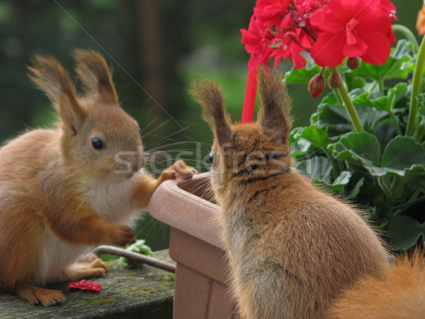 écureuils manger photo deux jouer Photo stock © LVJONOK