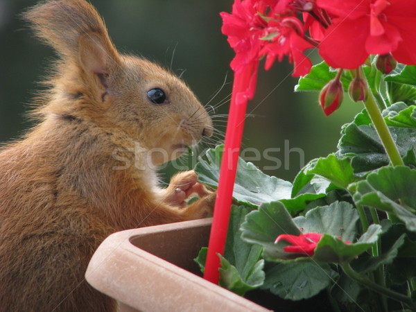 Eekhoorn eten foto twee eekhoorns spelen Stockfoto © LVJONOK