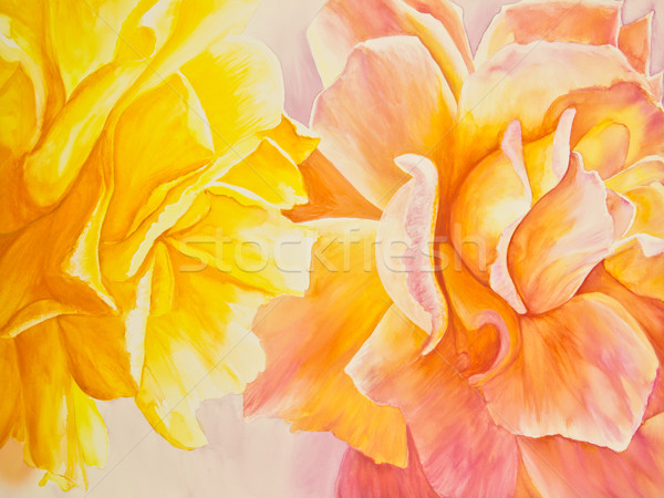 Yellow and Peach Roses Stock photo © LynneAlbright