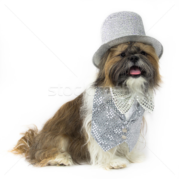 Dog in a Silver Party Outfit Stock photo © LynneAlbright