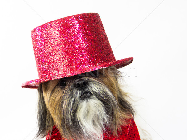 Dog in a Red Top Hat Stock photo © LynneAlbright