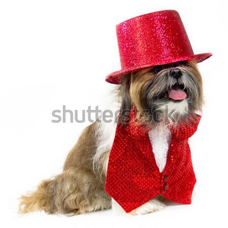 Dog in a Gold Party Costume Stock photo © LynneAlbright