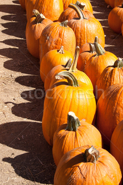 Pumpkins Stock photo © LynneAlbright