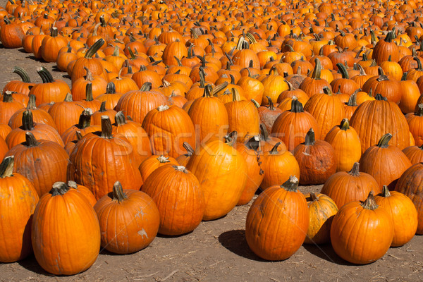 Field of Pumpkins Stock photo © LynneAlbright