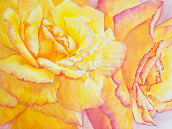 Yellow and Pink Roses Stock photo © LynneAlbright