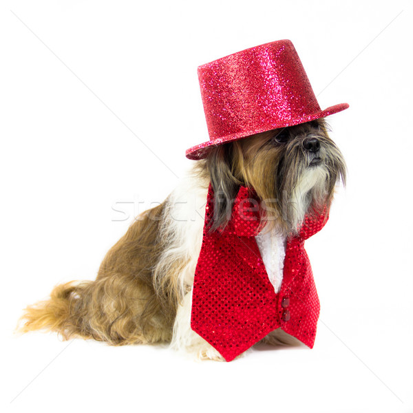 Dog in a Red Outfit Stock photo © LynneAlbright