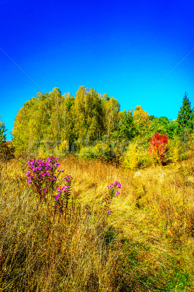 Delicious, fabulous fall over meadow. Stock photo © lypnyk2