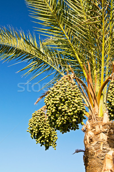 Date palm with green unripe dates. Stock photo © lypnyk2