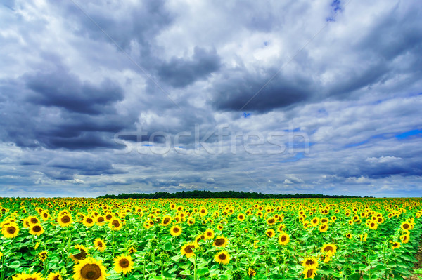 Sunflowers field by summertime. Stock photo © lypnyk2