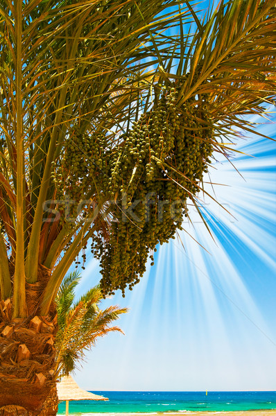 Date palm with green unripe dates and blue ocean. Stock photo © lypnyk2