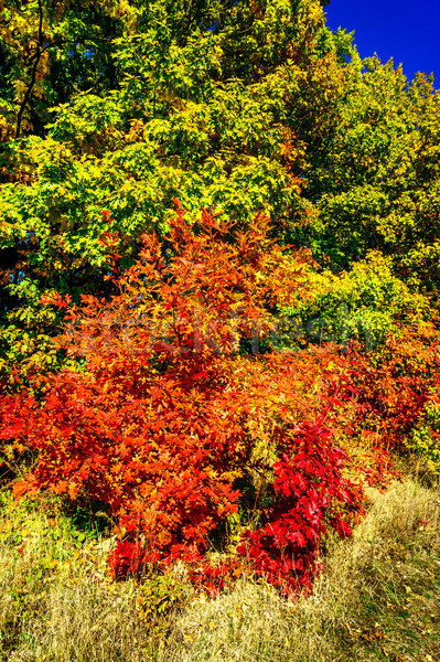 Wonderful autumn in the forest. Stock photo © lypnyk2