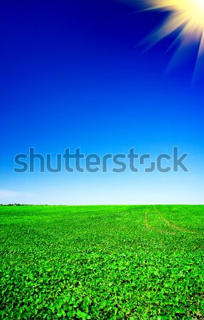 Green wheat and beautiful blue sky with sun. Stock photo © lypnyk2