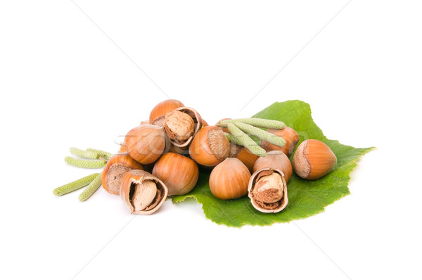 Wonderful view of hazelnuts with buds. Stock photo © lypnyk2