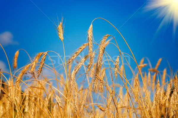 Amazing ripe wheat. Stock photo © lypnyk2