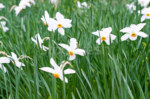 Splendid spring flowers of narcissuses. Stock photo © lypnyk2