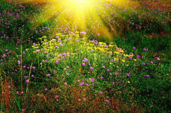 Stockfoto: Prachtig · zonsondergang · boven · zomer · gazon · vreedzaam