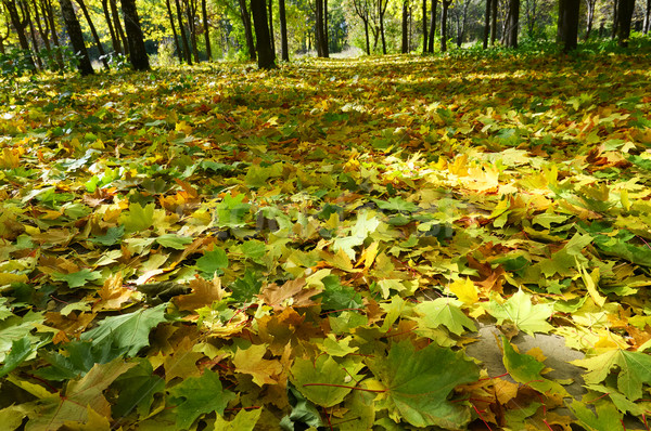 Golden Herbst Hain herbstlich Blätter Land Stock foto © lypnyk2