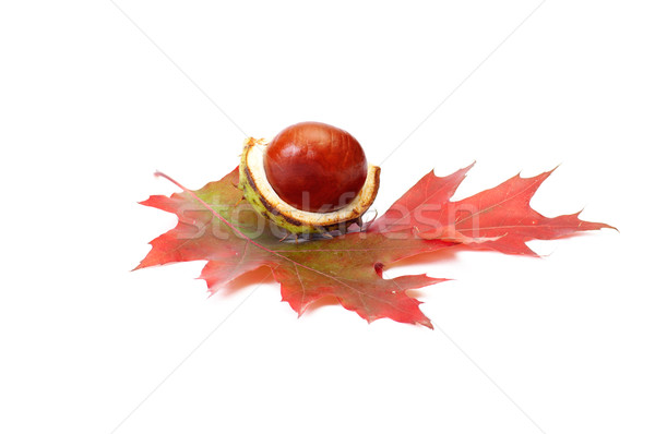 Perfectly nice chestnut and autumn leaves on a white. Stock photo © lypnyk2